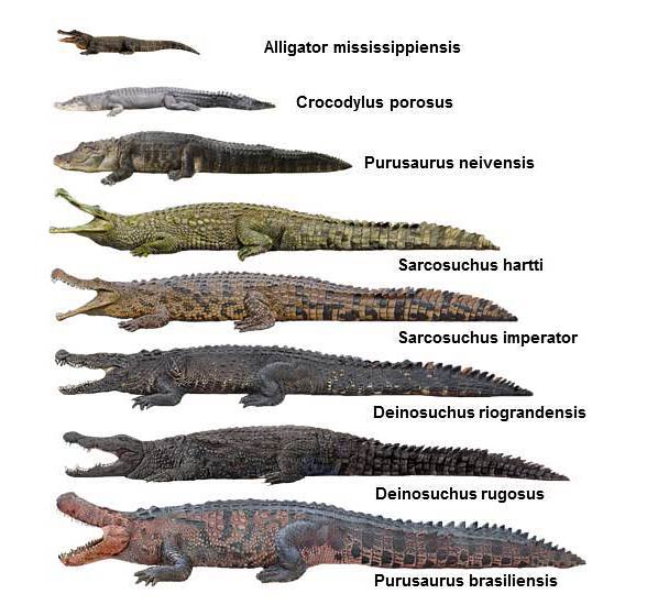 Sarcosuchus Paleontology World